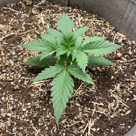 Auto Blackberry Kush growlog timeline photo