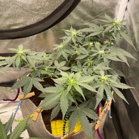 Auto Glueberry OG growlog timeline photo