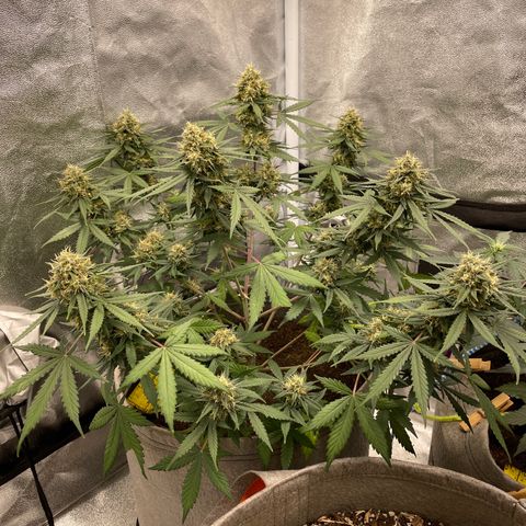 Auto Chem Scout growlog timeline photo