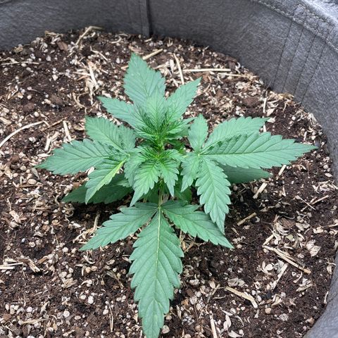 Auto Blackberry Kush growlog timeline photo