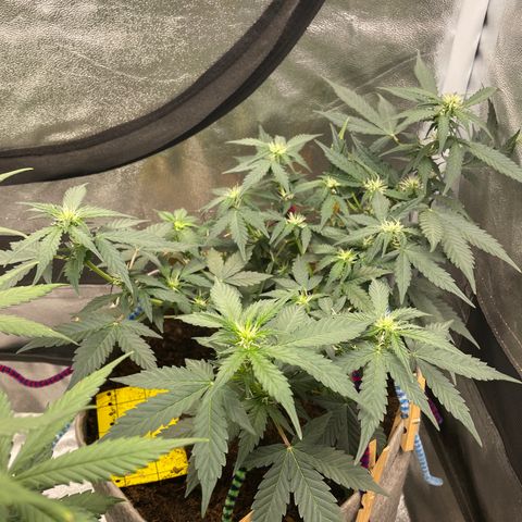 Auto Glueberry OG growlog timeline photo