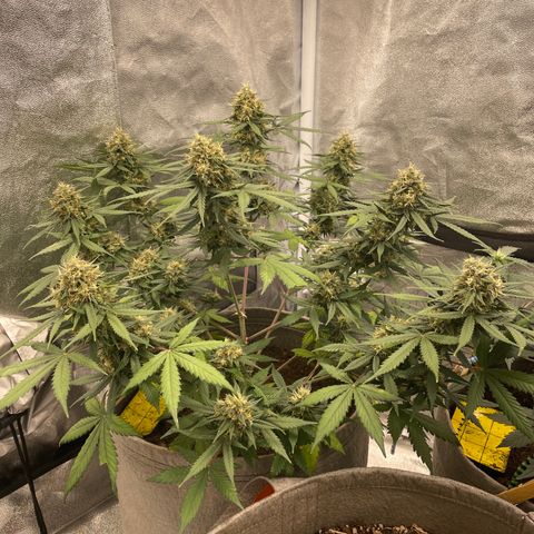 Auto Chem Scout growlog timeline photo