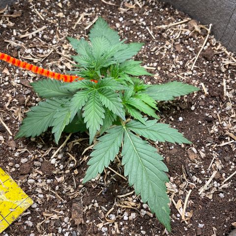 Auto Blackberry Kush growlog timeline photo