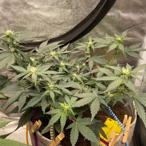Auto Glueberry OG growlog timeline photo