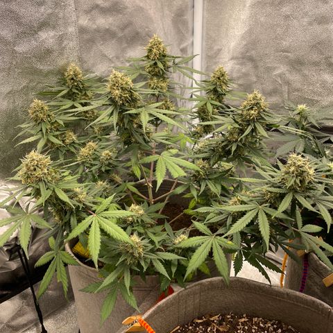 Auto Chem Scout growlog timeline photo