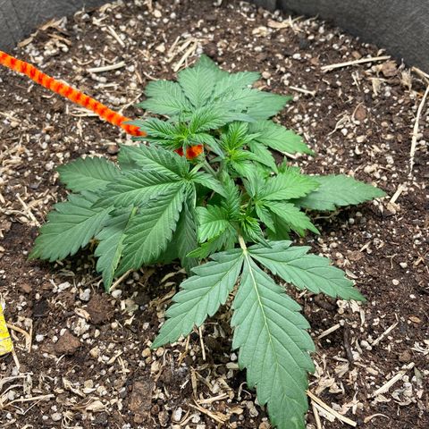 Auto Blackberry Kush growlog timeline photo