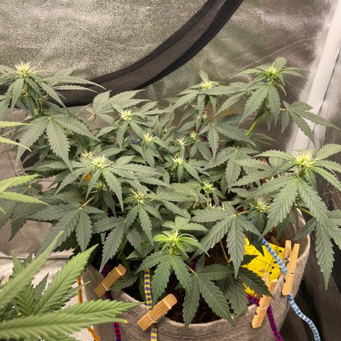 Auto Glueberry OG growlog timeline photo