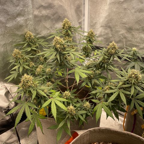 Auto Chem Scout growlog timeline photo