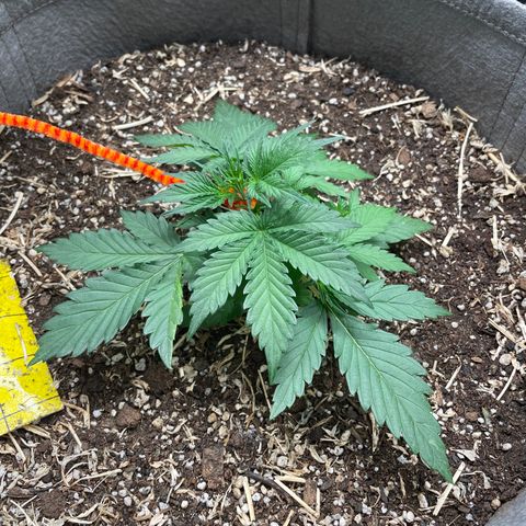 Auto Blackberry Kush growlog timeline photo