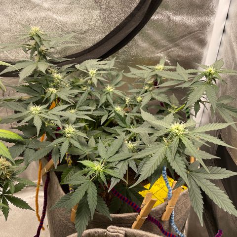Auto Glueberry OG growlog timeline photo