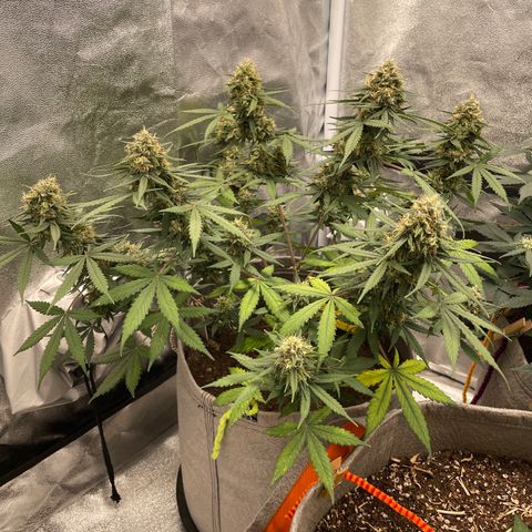 Auto Chem Scout growlog timeline photo
