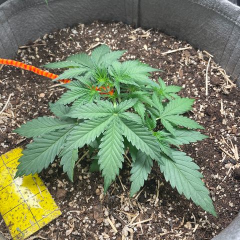 Auto Blackberry Kush growlog timeline photo