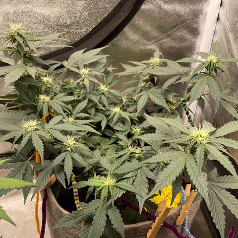Auto Glueberry OG growlog timeline photo