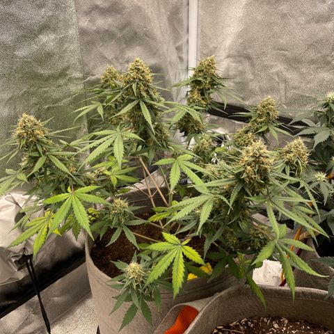 Auto Chem Scout growlog timeline photo