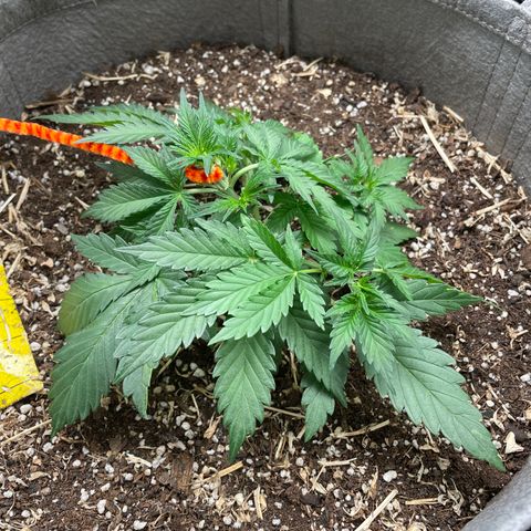 Auto Blackberry Kush growlog timeline photo