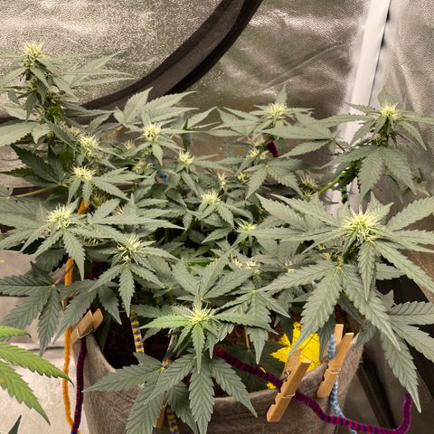 Auto Glueberry OG growlog timeline photo