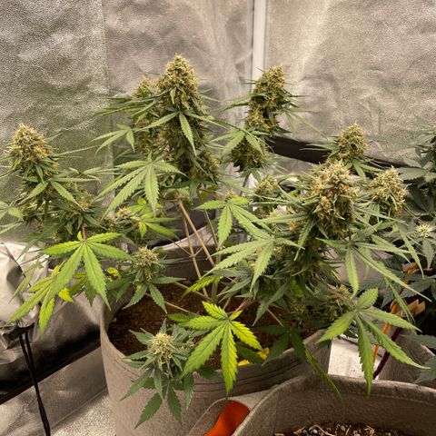 Auto Chem Scout growlog timeline photo