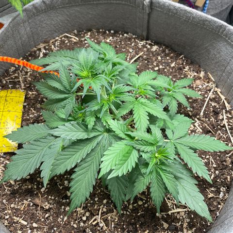Auto Blackberry Kush growlog timeline photo