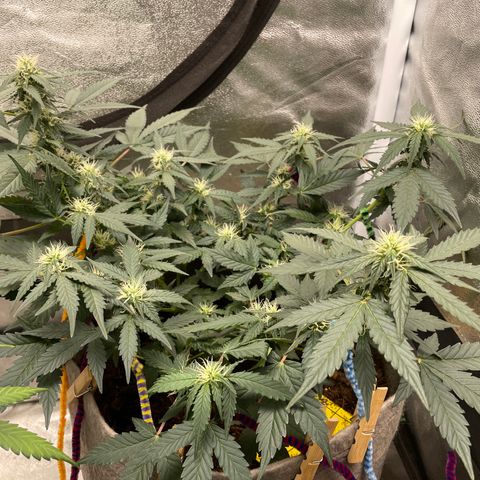 Auto Glueberry OG growlog timeline photo