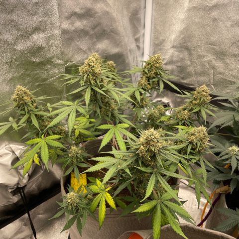 Auto Chem Scout growlog timeline photo