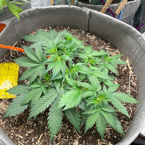 Auto Blackberry Kush growlog timeline photo