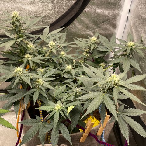 Auto Glueberry OG growlog timeline photo