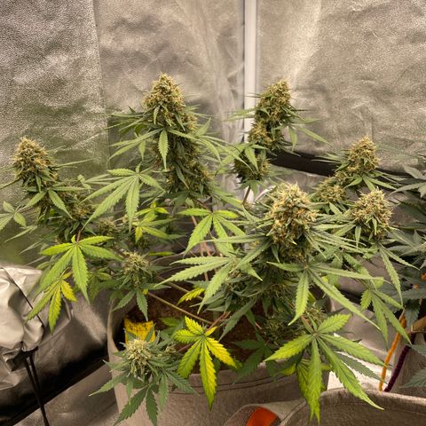 Auto Chem Scout growlog timeline photo