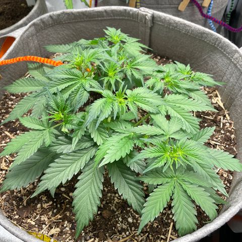 Auto Blackberry Kush growlog timeline photo