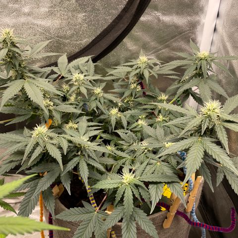 Auto Glueberry OG growlog timeline photo