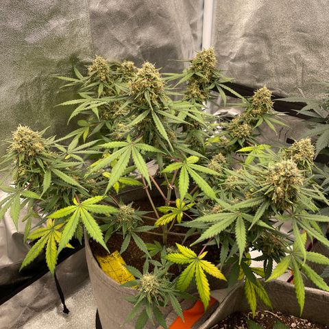 Auto Chem Scout growlog timeline photo
