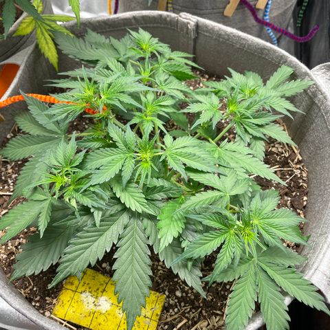 Auto Blackberry Kush growlog timeline photo