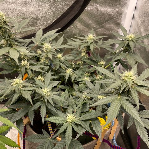 Auto Glueberry OG growlog timeline photo
