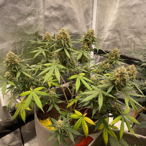 Auto Chem Scout growlog timeline photo