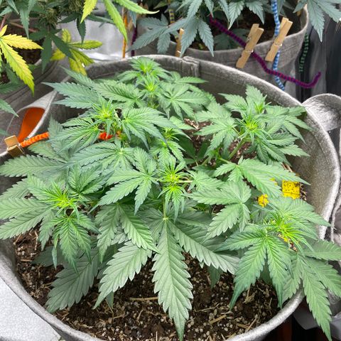 Auto Blackberry Kush growlog timeline photo