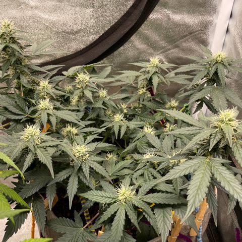 Auto Glueberry OG growlog timeline photo