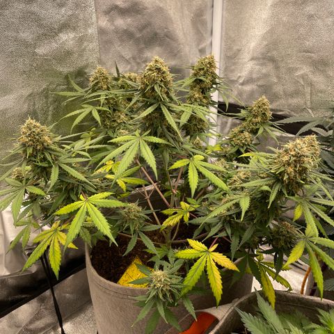 Auto Chem Scout growlog timeline photo