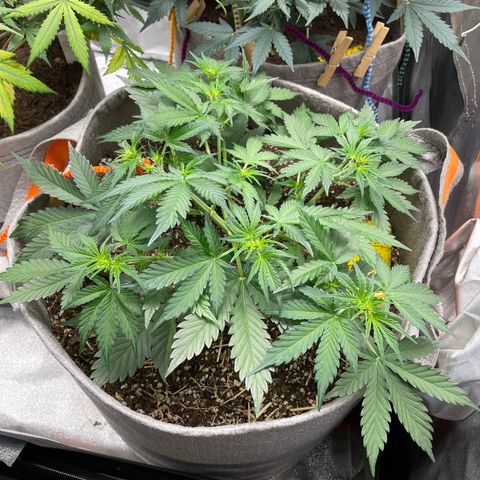 Auto Blackberry Kush growlog timeline photo