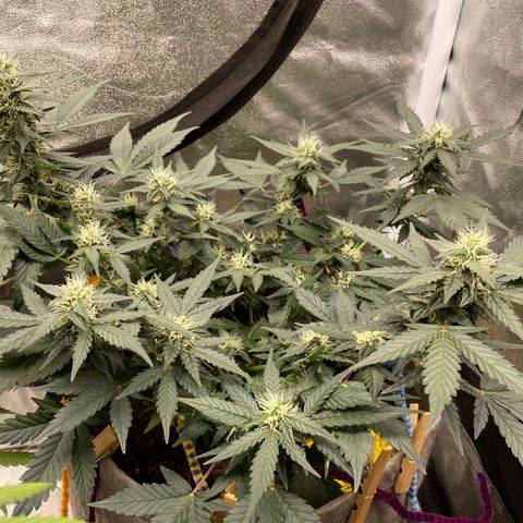 Auto Glueberry OG growlog timeline photo