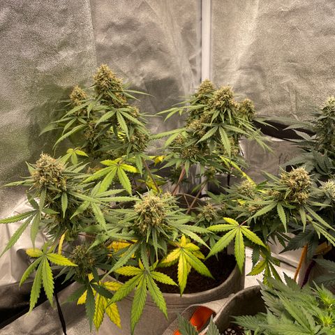 Auto Chem Scout growlog timeline photo