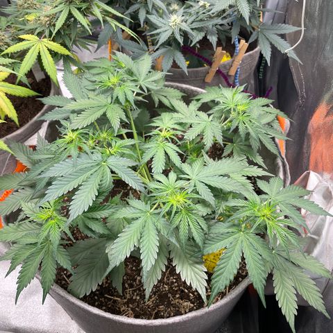 Auto Blackberry Kush growlog timeline photo