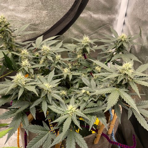 Auto Glueberry OG growlog timeline photo