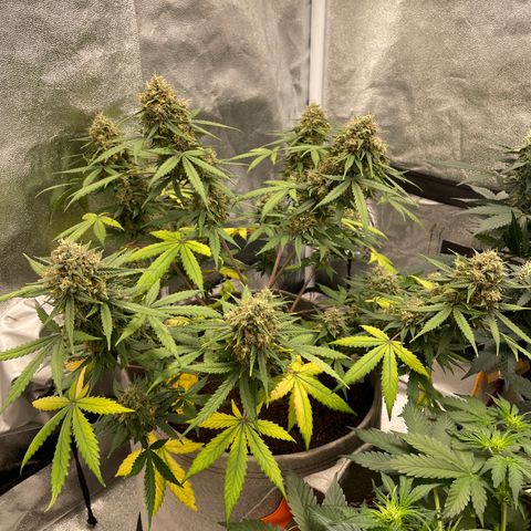 Auto Chem Scout growlog timeline photo