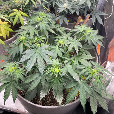 Auto Blackberry Kush growlog timeline photo