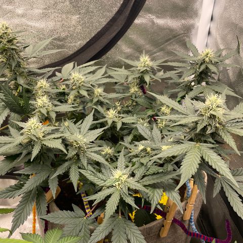 Auto Glueberry OG growlog timeline photo