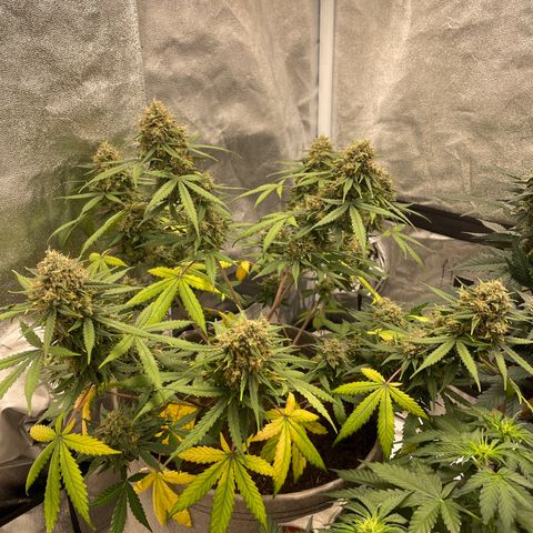 Auto Chem Scout growlog timeline photo