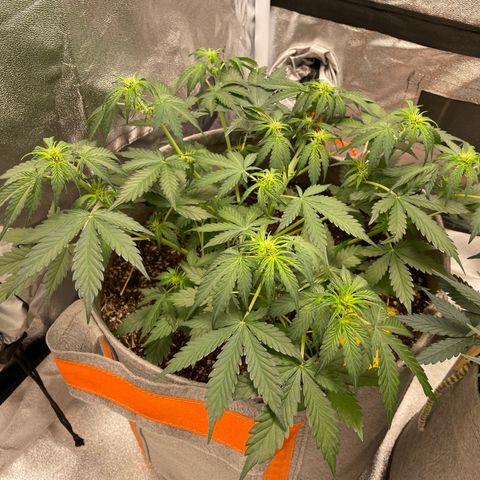 Auto Blackberry Kush growlog timeline photo