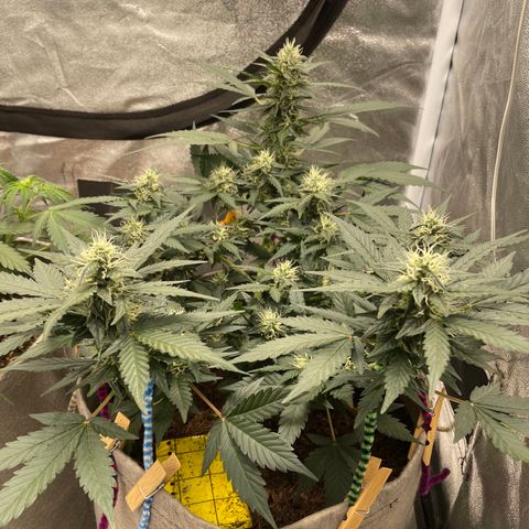 Auto Glueberry OG growlog timeline photo