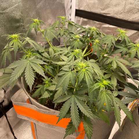 Auto Blackberry Kush growlog timeline photo