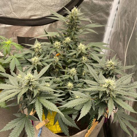 Auto Glueberry OG growlog timeline photo