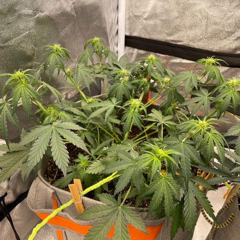 Auto Blackberry Kush growlog timeline photo
